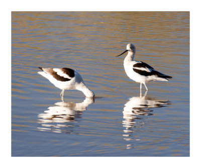 Two Avocets