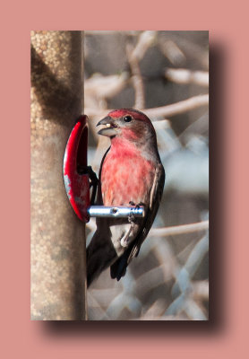 House Finch at Patton's Feeder in Patagonia