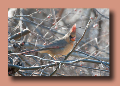 Female Northern Cardinal at Catalina State Park