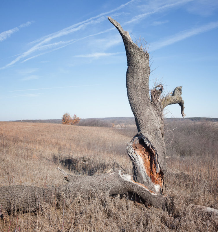 Broken Tree 