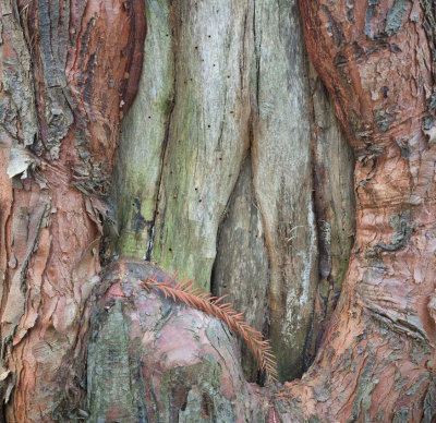 Cypress Tree Knot 