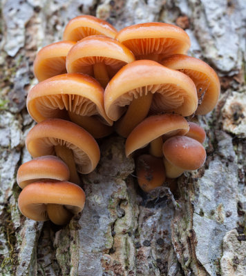 Winter Mushrooms, 2012