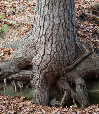Pine Trunk and Roots 