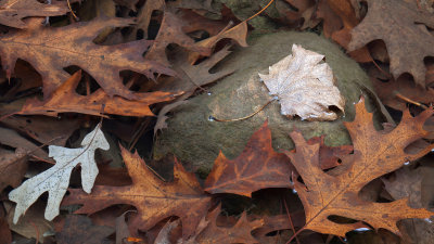 Puddle in the Woods 