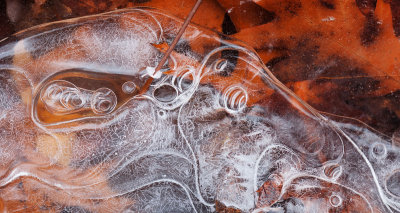 Leaves Under Ice 