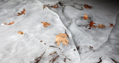 Leaves on Cracked Ice 