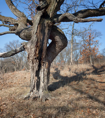 Crooked Oak 