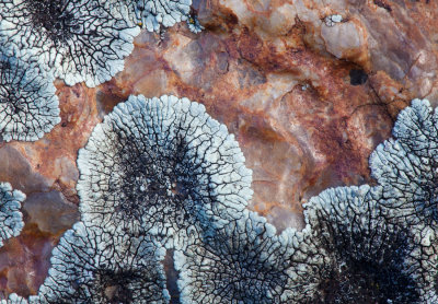Lichen on Rock 