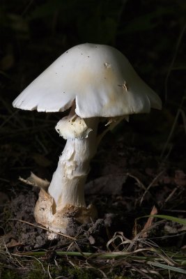 Destroying Angel I