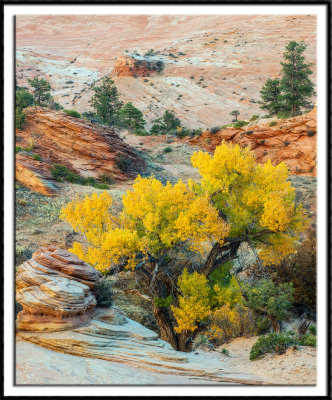 Autumn Cottonwood