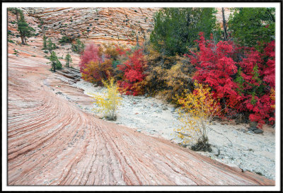 Clear Creek Wash Maples