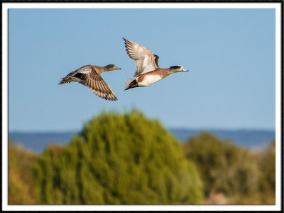 American Wigeon Pair In Flight