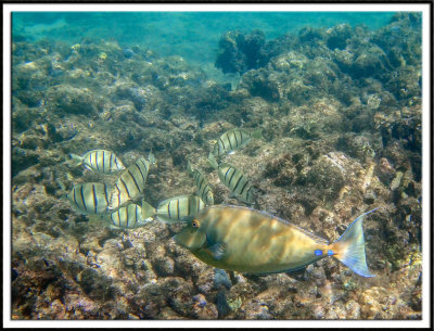 More Reef Dwelling Fish