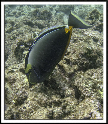 Orangespine Surgeonfish