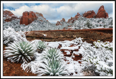 Snow Covered Agave