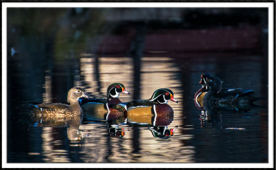 Wood Ducks in the Spotlight