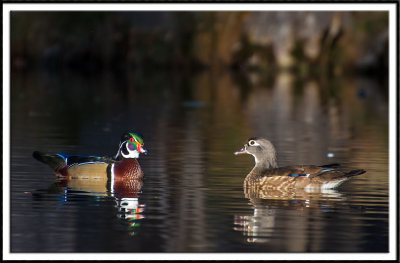Wood Duck Pair