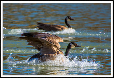 Canadian Geese Splash Landing