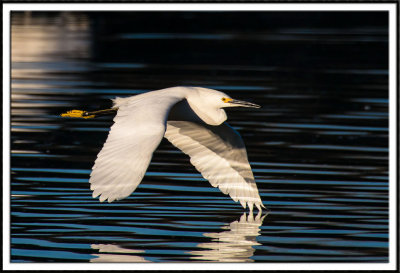 Snowy Egret in Flight