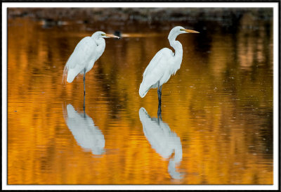 Egrets On Fire
