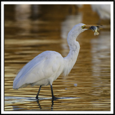 Great Egret With Breakfast