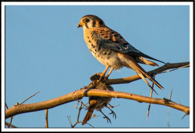 American Kestrel with its Catch of the Day