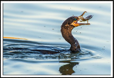 Neotropic Cormorant Feeding