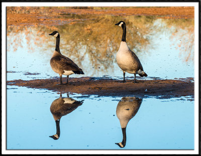 Canadian Geese Mirrored