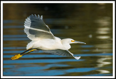 Flight of the Snowy Egret