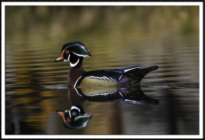 Wood Duck Reflection