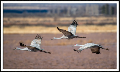 Tres Sandhills