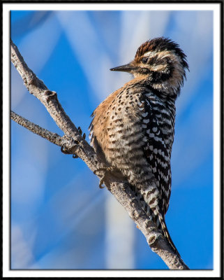 Ladderback Woodpecker (female)