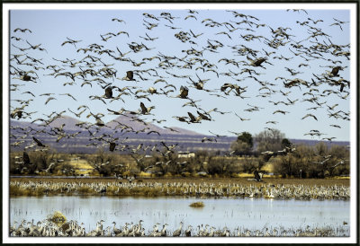 Sandhill Cranes Swarming