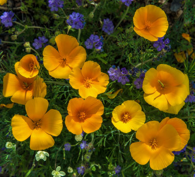 Mexican Poppies and Blue Phacelia