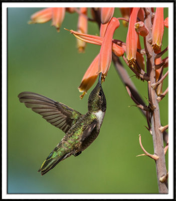 Black-Chinned Hummingbird (male) Feeding