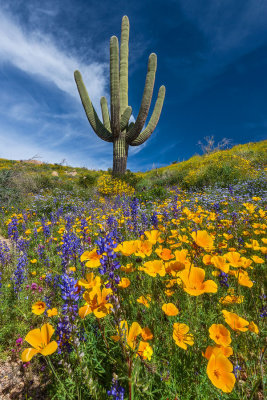 Poppy Meadow