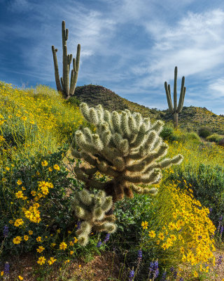 Desert Brittlebush Bloom