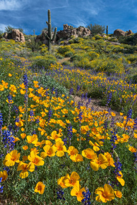 Wildflower Choked Hillside