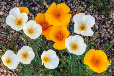 White and Gold Mexican Poppies
