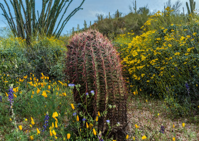 Barrel Cactus Amidst Wildflowers