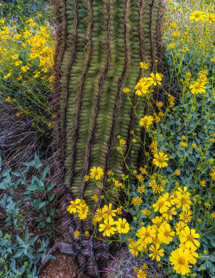 Saguaro and Brittlebush