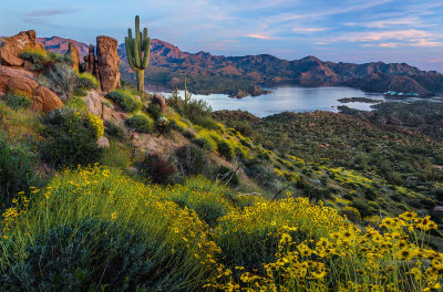 Brittlebush Over Bartlett