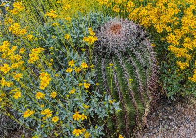 Brittlebush and Barrel Cactus