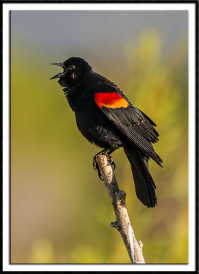 Singing Red-Winged Blackbird