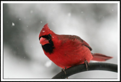 Northern Cardinal (male) in Winter