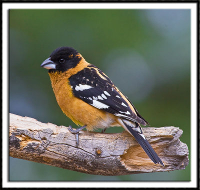 Black-Headed Grosbeak (male)