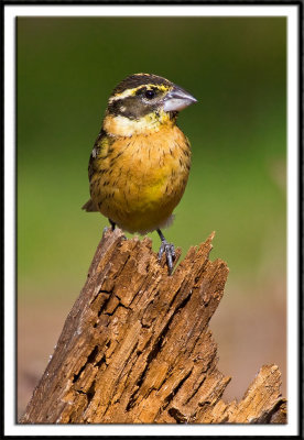 Black-Headed Grosbeak (female)