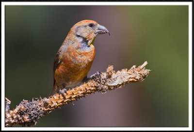 Red Crossbill (male)