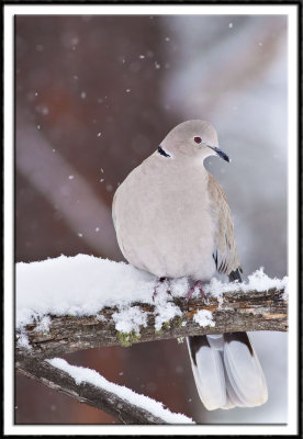 Eurasion-Collared Dove