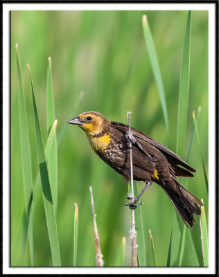 Yellow-Headed Blackbird (female)